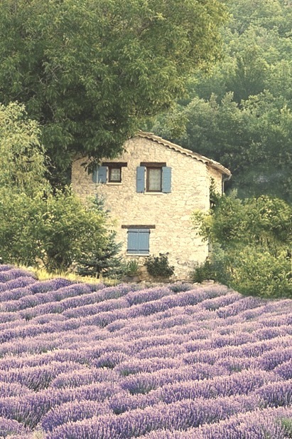Lavender Field, Provence, France