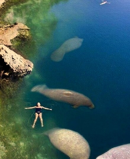 Swimming with The Manatees, Florida 