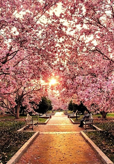 Cherry Blossom Walk, Washington D.C.
