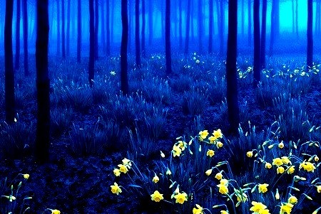 Yellow on Blue, Black Forest, Germany 