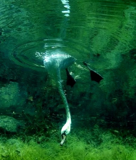 Swan Dive, England