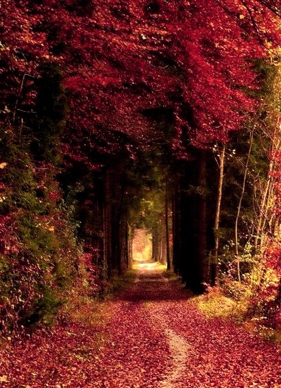 Forest Path, Bavaria, Germany