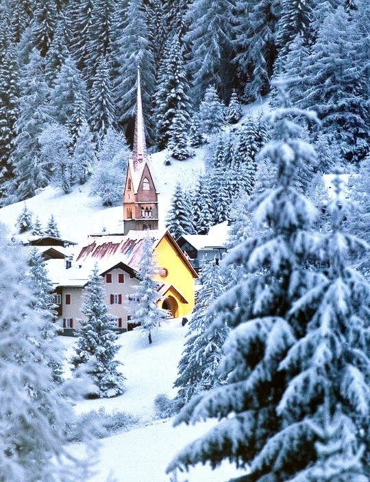 Snow Forest, The Dolomites, Italy