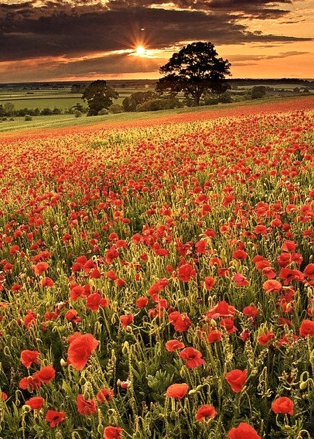 Poppy Field Sunset, Oxfordshire, England 