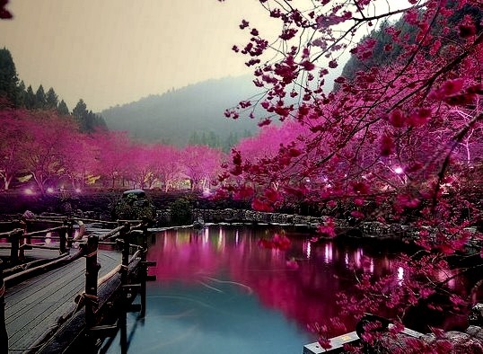 Cherry Blossom Lake, Sakura, Japan