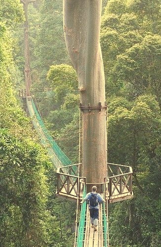 Rainforest Canopy Walkway, Borneo 
