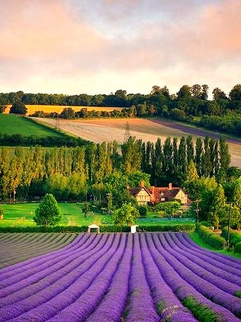 Lavender Field, Eynsford, England