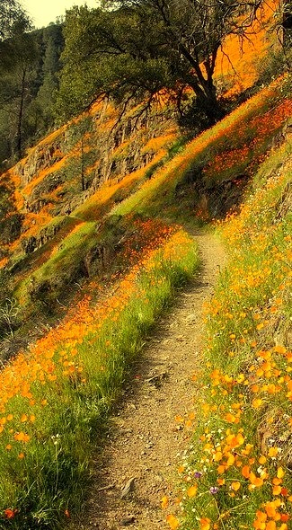 Wildflower Path, Yosemite, California